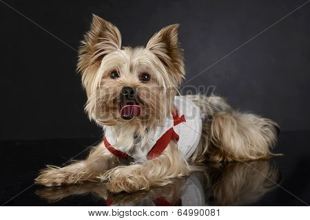 yorkshire terrier enjoy photo shoot in studio