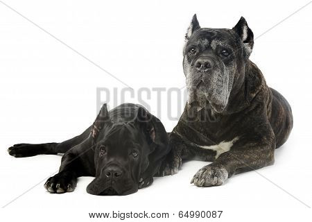 cane corsos in a white photo studio