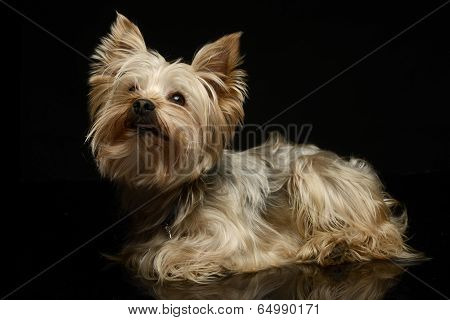 yorkshire terrier relaxing in the black photo studio