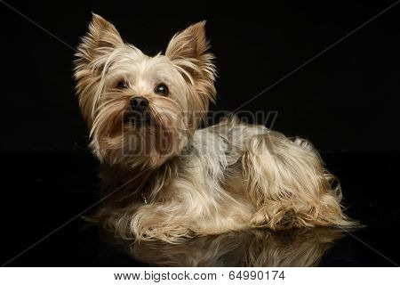 yorkshire terrier relaxing in the black photo studio