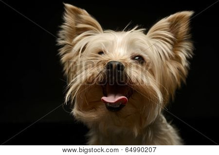 Yorkshire Terrier funny face put his tounge out