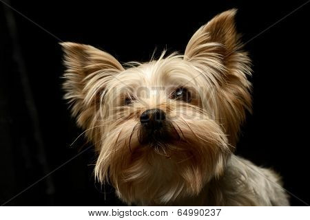 Yorkshire Terrier portrait in a black photo studio