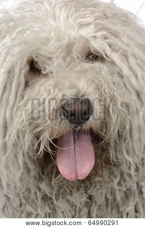 Puli close-up in a white photo studio