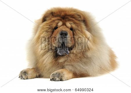 chow chow relaxing in a white background