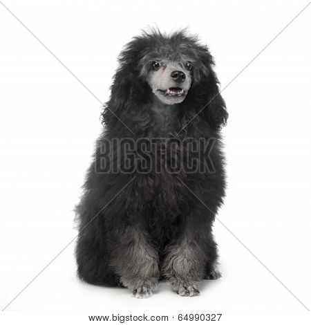 jung poodle sitting in a studio floor