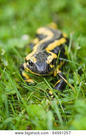Macroshot of a Fire salamander (Salamandra salamandra)