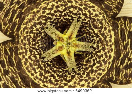 Stapelia Flower