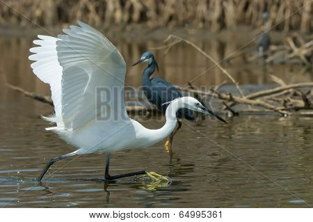 A White Western Reef Heron (egretta Gularis) Chasing A Fish