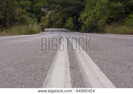 Road In Forest
