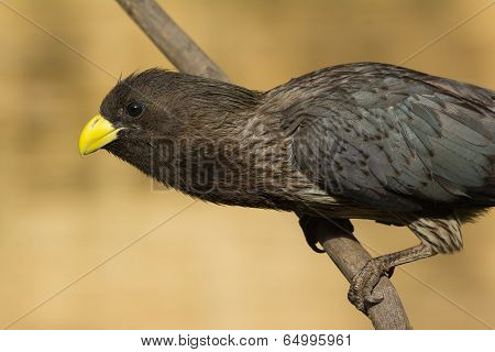 Portrait Of A Western-grey Plantain-eater (crinifer Piscator)