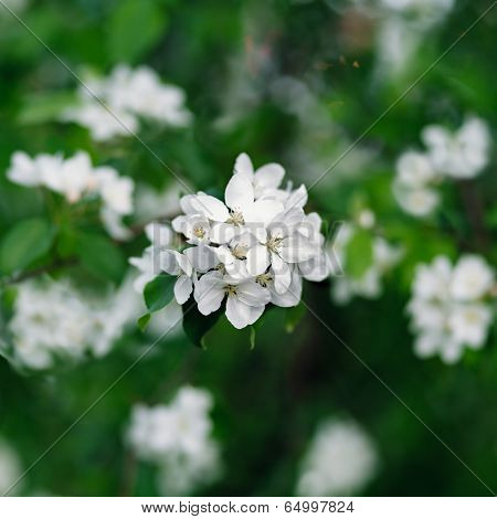 Apple Tree Blossom