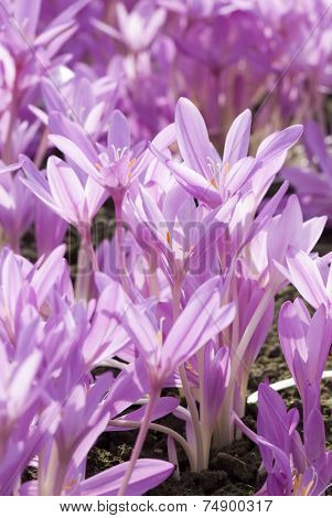 Colchicum autumnale