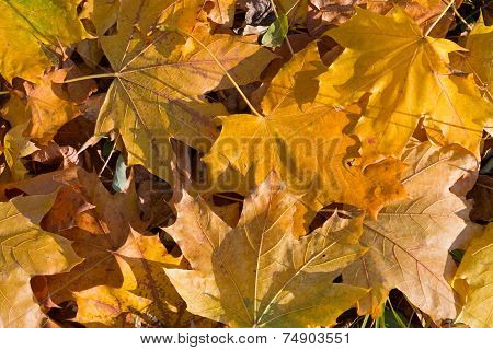 maple-leaf