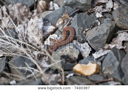 Adder - żmija zygzakowata