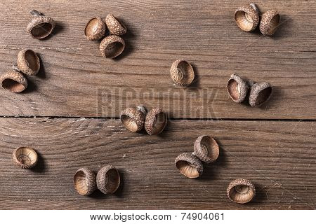 Acorn Cupule On Wooden Desk