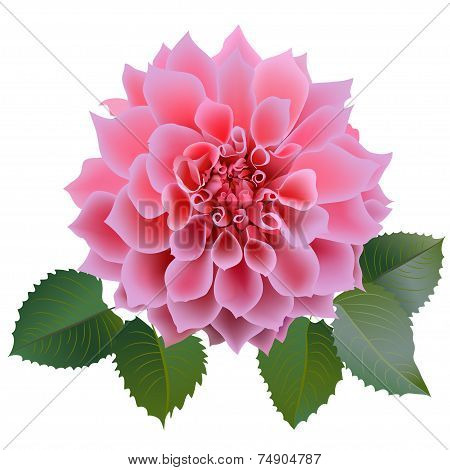 Realistic pink chrysanthemum or dahlias flower with four leaves.