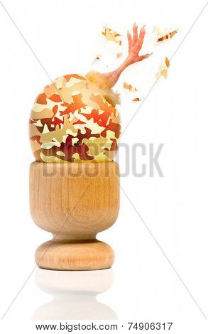 A military eggshell with a stricking leg of a chick in an egg