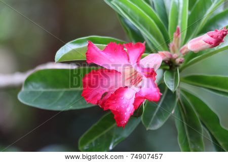 Blossom Impala Lily