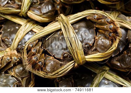 Yangcheng lake chinese crabs