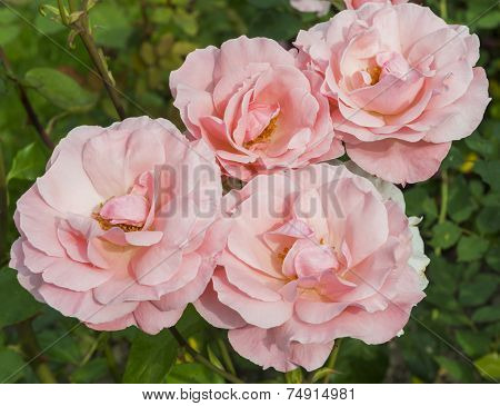 Pink Rose