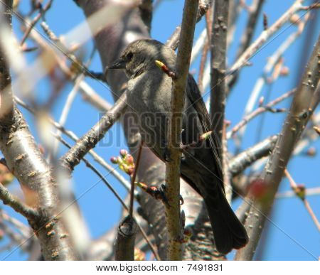 uccello nell'albero