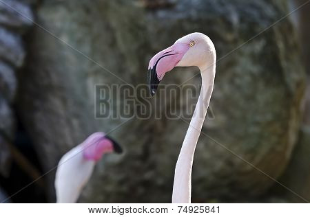 Portrait Of A Whiter Flamingo
