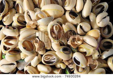 Sea Shell