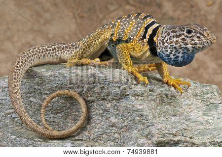 Collared lizard / Crotaphytus bicinctores