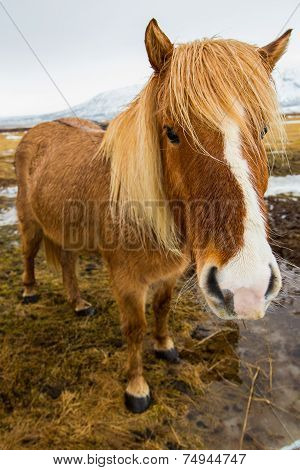 Icelandic horse Portrait