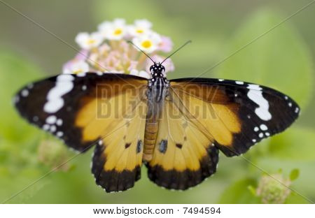Kelebek düz Tiger danaus Chrysippus