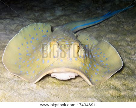 Blue spotted Ray Ribbontail