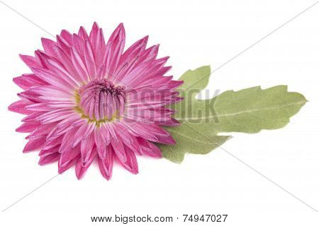 Flower purple color