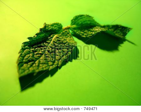 Foglie di menta