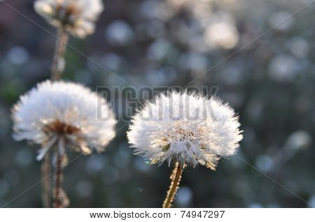 Dandelion