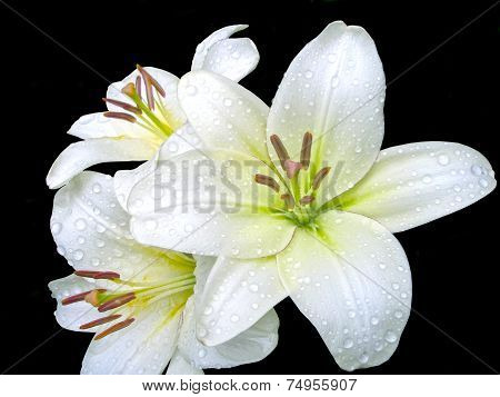 White lilies