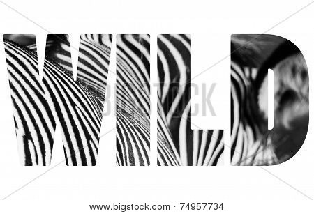 Word Wild Animal Zebre Portrait