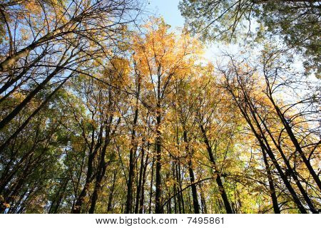Alberi In autunno