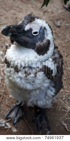 African Or Jackass Penguin