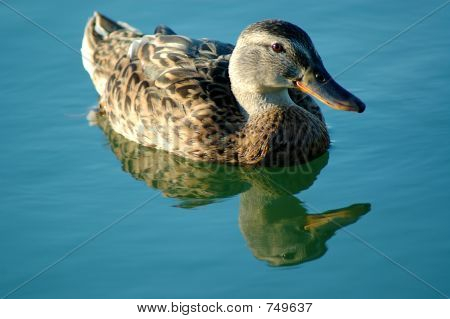 duck1
