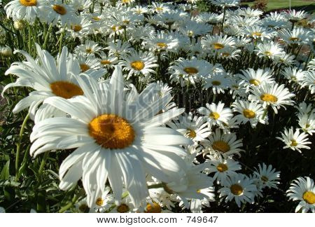 DaisiesField