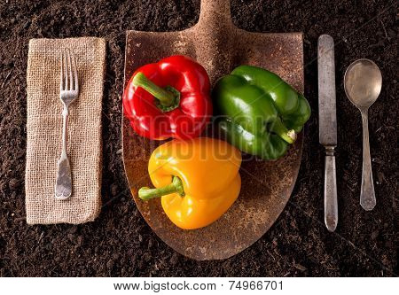 Bell Peppers