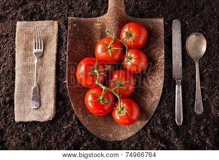 Tomatoes