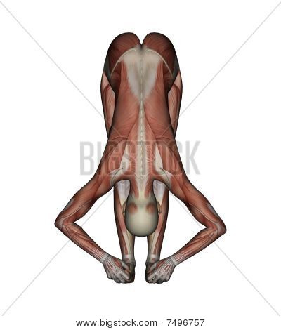 Front_musclesbigtoepose