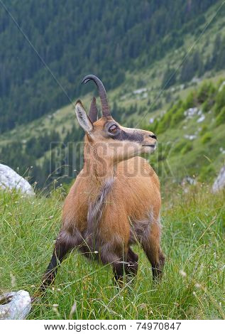 Chamois ( Rupicapra rupicapra)