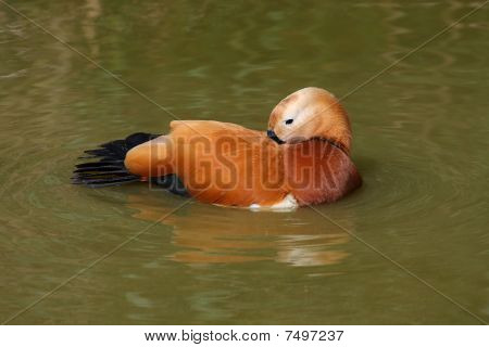 Duck badning