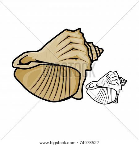 Sea Shell