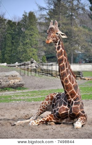 Giraff