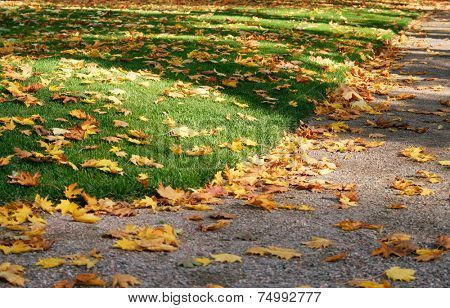 Fallen mapletree leaves covering the ground