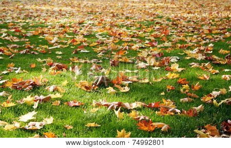 Fallen mapletree leaves covering the ground
