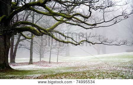 Foggy weather in early winter